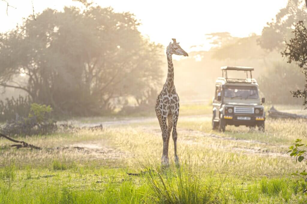 6 Days Tanzania Midrange Safari from Arusha