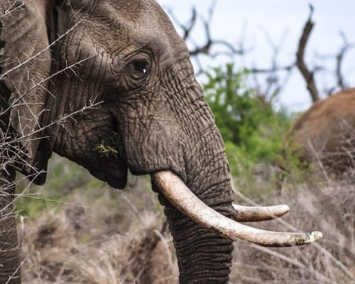 2 Days Mikumi Safari Adventure1