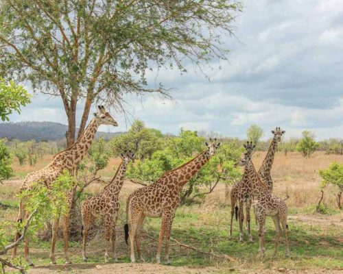 2 Days Mikumi Safari Adventure2