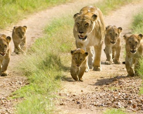 2 Days Mikumi Safari Adventure3