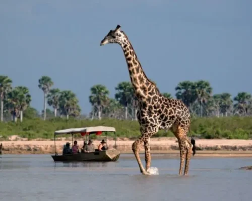 3 Days Selous Safari Adventure2