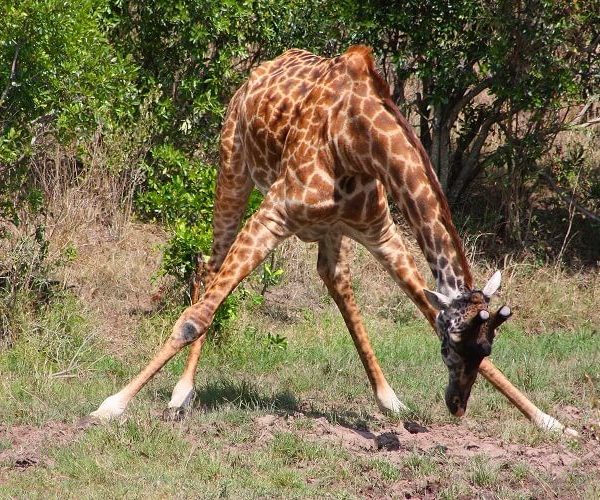 6 Days Tanzania Safari Adventure3