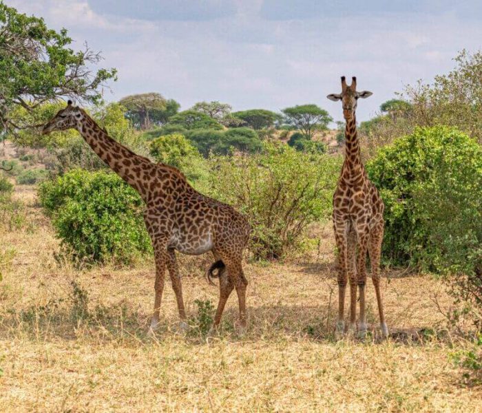 6 Days Western Tanzania Safari1